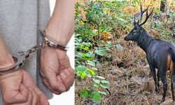 सांभर का शिकार करने के मामले में पांच आरोपी गिरफ्तार सांभर का शिकार करने के मामले में पांच आरोपी गिरफ्तार