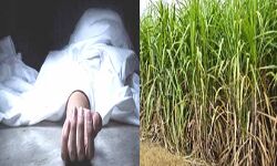 शामली में किसान की गोली मारकर बेरहमी से हत्या शामली में किसान की गोली मारकर बेरहमी से हत्या