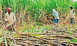 गन्ना किसानों का चीनी मिलों पर 524 करोड़ बकाया गन्ना किसानों का चीनी मिलों पर 524 करोड़ बकाया