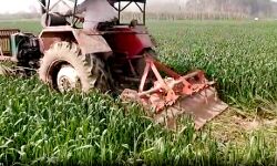 टिकैत के आह्वान पर किसान ने 1 एकड़ फसल को किया नष्ट