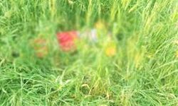 संदिग्ध परिस्थितियों में बच्ची की मौत- एक घायल