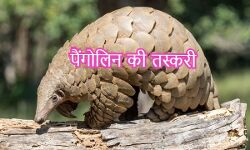 तीन पैंगोलिन तस्कर गिरफ्तार