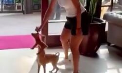 मलाइका कर रहीं मस्ती- नन्हे मेहमान के साथ वीडियो वायरल मलाइका कर रहीं मस्ती- नन्हे मेहमान के साथ वीडियो वायरल