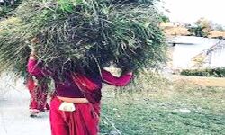 अब घास के बोझ से महिलाओं को निजात- मुख्यमंत्री घसियारी कल्याण योजना है खास