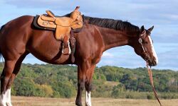 SSP साहब! घोड़ा खरीदना है- इजाजत दो SSP साहब! घोड़ा खरीदना है- इजाजत दो