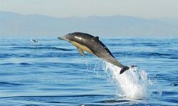 डॉल्फिन संवर्धन के लिए मोदी की वकालत डॉल्फिन संवर्धन के लिए मोदी की वकालत