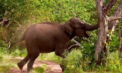 बिदका हाथी- मची अफरातफरी बिदका हाथी- मची अफरातफरी