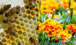 मधुमक्खी पालन और गेंदा फूल प्रसंस्करण से किसानों की आय हुई दोगुनी
