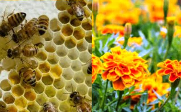 मधुमक्खी पालन और गेंदा फूल प्रसंस्करण से किसानों की आय हुई दोगुनी