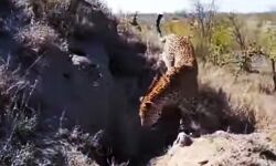 तेंदुए ने  बनाया  तीन साल की बच्ची को अपना शिकार