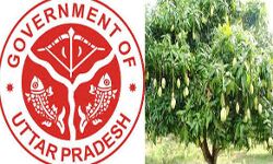 फलों का राजा आम- उत्पादन को बढ़ावा दे रही सरकार