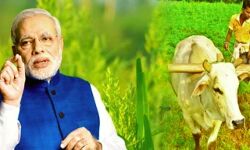 केन्द्र किसानों की आय दोगुनी करने के लिए प्रतिबद्ध-केंद्र सरकार