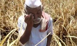 गन्ना किसानों को अब तक नहीं मिला मुआवजा गन्ना किसानों को अब तक नहीं मिला मुआवजा