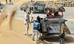 गेंहू खरीद के नियम- किसानों को परेशान करने का नया हथियार