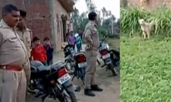 नवजात को सड़क पर फेंका- कुत्तों ने बनाया निवाला नवजात को सड़क पर फेंका- कुत्तों ने बनाया निवाला