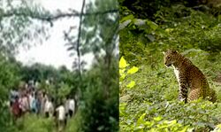 दिखाई दिया तेंदुआ-छलांग लगाकर घुसा खेत में-गांव में दहशत दिखाई दिया तेंदुआ-छलांग लगाकर घुसा खेत में-गांव में दहशत