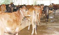 गौशाला में गायों की मौत- प्रियंका का ट्वीट- मचा सियासी घमासान गौशाला में गायों की मौत- प्रियंका का ट्वीट- मचा सियासी घमासान