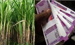 35 करोड़ रुपये का हुआ गन्ना मूल्य का भुगतान