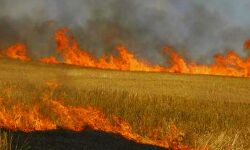 दो दर्जन से अधिक खेतों में आगजनी दो दर्जन से अधिक खेतों में आगजनी