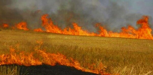 दो दर्जन से अधिक खेतों में आगजनी