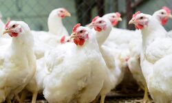 पंचायत चुनाव- चिकन पर आई बहार- रेट दोगुने से पार- मुर्गे जीत की आस