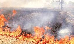 हुआ शॉट सर्किट- लगी आग- चार बीघा फसल राख हुआ शॉट सर्किट- लगी आग- चार बीघा फसल राख