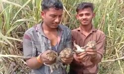 मिले शावक, ग्रामीणों में अब गुलदार की दहशत मिले शावक, ग्रामीणों में अब गुलदार की दहशत