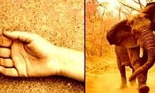 जंगली हाथियों ने कुचल कर ली एक महिला की जान