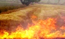 गेंहू के खेतों में लगी आग, 50 से अधिक ग्रामीणों की फसल हुई राख गेंहू के खेतों में लगी आग, 50 से अधिक ग्रामीणों की फसल हुई राख