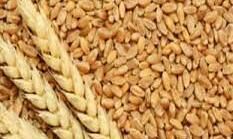 बाहरी राज्यों से गेहूँ का एक भी दाना मंडियों में न आये