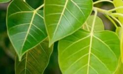 आफत में राहत- ऑक्सीजन से भरपूर पीपल का पत्ता करेगा कोरोना से बचाव