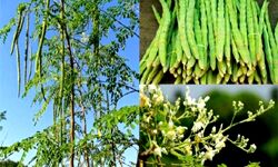 दुनिया का सबसे ताकतवर पोषण पूरक आहार है सहजन दुनिया का सबसे ताकतवर पोषण पूरक आहार है सहजन