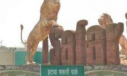 अब जानवरों में आया कोरोना - दो शेरनी कोरोना संक्रमित