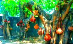 पीपल के पेड़ पर टंगे घडे खोल रहे हैं मौत के आंकड़ों की सच्चाई की पोल