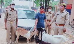 बाबरी पुलिस ने पकड़ा पशु चोर- चोरी के माल समेत कार बरामद