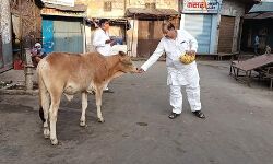 भूख से बिलखते पशु व बंदरों के भोजन को SP नेता आए आगे