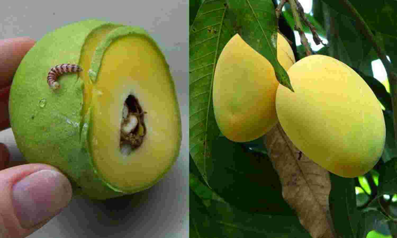 तूफान व रेड बैंडेड कैटरपिलर से - आम की फसल बर्बाद