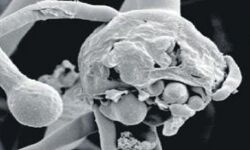 ब्लैक फंगस के बाद व्हाइट फंगस की मार-मिले 4 मरीज-पहले से भी घातक