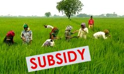 धान के बदले दूसरी खरीफ फसलों की खेती पर -किसानों को मिलेगी सब्सिडी