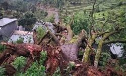 दो मकानों के ऊपर विशालकाय पेड़ गिरने से दो मरे - सात घायल दो मकानों के ऊपर विशालकाय पेड़ गिरने से दो मरे - सात घायल