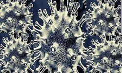 कोरोना के बीच अब ब्लैक फंगस की चुनौती मिले 600 मामले कोरोना के बीच अब ब्लैक फंगस की चुनौती मिले 600 मामले