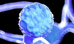 ब्लैक फंगस के मामले भयावह- देश में मिले इतने हजार से अधिक मामले ब्लैक फंगस के मामले भयावह- देश में मिले इतने हजार से अधिक मामले