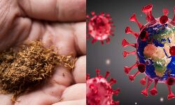 लो अब एक और मुसीबत-तम्बाकू के सेवन से कोरोना का खतरा ज्यादा