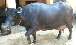 गिरता इंसान- भैंस के साथ दुष्कर्म का आरोप- आरोपी युवक गिरफ्तार