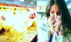 नई आफत-अब होगा बर्ड फ्लू का विस्फोट-पहली बार इंसान में मिला वायरस नई आफत-अब होगा बर्ड फ्लू का विस्फोट-पहली बार इंसान में मिला वायरस