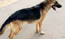 क्रूरता- सास को मारने के लिए जर्मन शेफर्ड कुत्ते से कटवाती थी बहू क्रूरता- सास को मारने के लिए जर्मन शेफर्ड कुत्ते से कटवाती थी बहू