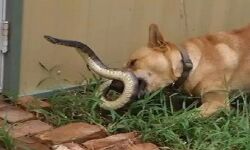 वफादारी-कुत्ते ने कोबरा से भिड़ बचाई मालिक की जान