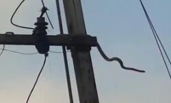 10 फुटे सांप को लगा बिजली का झटका-खंबे से गिरा-कांप उठा रोम रोम