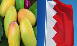 आम की 16 किस्मों का निर्यात