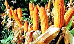 किसानों की बल्ले-बल्ले-खरीफ फसलों के MSP पर किया इतना इजाफा